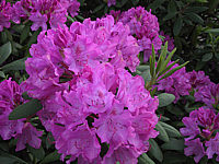 Klicken Sie auf die Vorschau, um das Vollbild zu sehen Rhododendron%20Roseum%20Elegans%2003.JPG