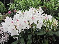Klicken Sie auf die Vorschau, um das Vollbild zu sehen Rhododendron%20Schneeauge%2001.JPG