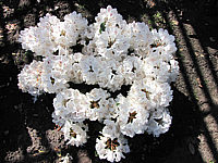 Klicken Sie auf die Vorschau, um das Vollbild zu sehen Rhododendron%20Schneebucket.JPG