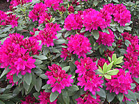 Klicken Sie auf die Vorschau, um das Vollbild zu sehen Rhododendron%20Van%20Der%20Hoop%2001.JPG