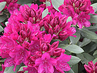 Klicken Sie auf die Vorschau, um das Vollbild zu sehen Rhododendron%20Van%20Der%20Hoop%2002.JPG