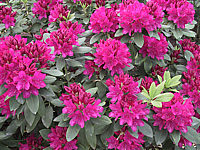 Klicken Sie auf die Vorschau, um das Vollbild zu sehen Rhododendron%20Van%20Der%20Hoop%2003.JPG