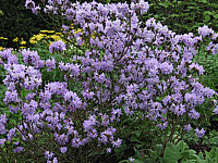Rhododendron%20impeditum%20Blue%20Tit%20Magor%2001.JPG