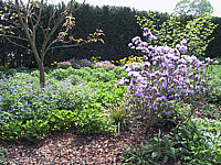 Rhododendron%20impeditum%20Blue%20Tit%20Magor%2002.JPG