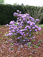 Rhododendron%20impeditum%20Blue%20Tit%20Magor%2003.jpg