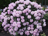Rhododendron%20insigne%20Brigitte%2001.JPG