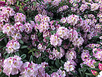 Rhododendron%20insigne%20Brigitte%2002.JPG