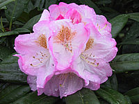 Rhododendron%20insigne%20Brigitte%2004%20Bluetenmacro.JPG