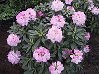 Rhododendron%20insigne%20Brigitte%2005.jpg