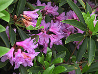 Rhododendron%20minus.JPG