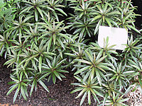 Rhododendron%20ponticum%20Graziella.JPG