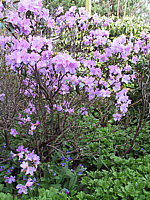 Rhododendron%20praecox%20+Pulmonaria.JPG
