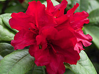 Rhododendron%20repens%20Baden-Baden%20-%20Bluetenmacro.jpg