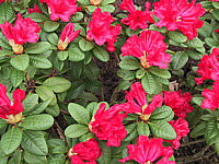 Rhododendron%20repens%20Scarlet%20Wonder%2001.JPG