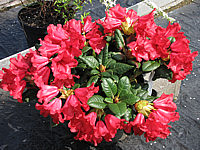 Rhododendron%20repens%20Scarlet%20Wonder%2002.jpg