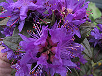 Klicken Sie auf die Vorschau, um das Vollbild zu sehen Rhododendron%20russatum%2001.jpg