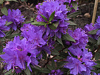 Klicken Sie auf die Vorschau, um das Vollbild zu sehen Rhododendron%20russatum%20Gletschernacht%2001.JPG