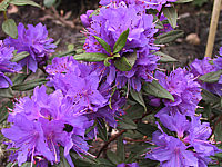 Klicken Sie auf die Vorschau, um das Vollbild zu sehen Rhododendron%20russatum%20Gletschernacht%2002.JPG
