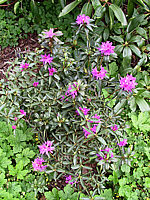 Klicken Sie auf die Vorschau, um das Vollbild zu sehen Rhododendron%20russatum%20Gletschernacht%2003.jpg