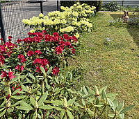 Klicken Sie auf die Vorschau, um das Vollbild zu sehen Rhododendron%20wardii%2001.jpg