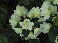 Klicken Sie auf die Vorschau, um das Vollbild zu sehen Rhododendron%20wardii%2002.JPG