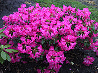 Klicken Sie auf die Vorschau, um das Vollbild zu sehen Rhododendron%20williamsianum%20Gartendirektor%20Glocker%2001.JPG