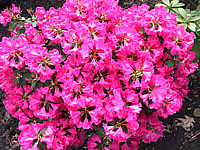 Klicken Sie auf die Vorschau, um das Vollbild zu sehen Rhododendron%20williamsianum%20Gartendirektor%20Glocker%2002.JPG