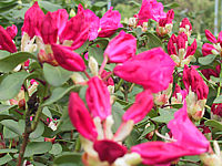 Klicken Sie auf die Vorschau, um das Vollbild zu sehen Rhododendron%20williamsianum%20Gartendirektor%20Glocker%2003%20knospig.jpg