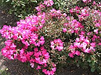 Klicken Sie auf die Vorschau, um das Vollbild zu sehen Rhododendron%20williamsianum%20Gartendirektor%20Glocker%2004.jpg
