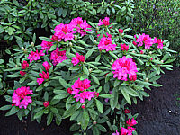 Klicken Sie auf die Vorschau, um das Vollbild zu sehen Rhododendron%20yakushimanum%20Anuschka%2001.JPG