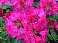 Klicken Sie auf die Vorschau, um das Vollbild zu sehen Rhododendron%20yakushimanum%20Anuschka%2003.JPG