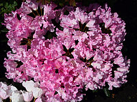 Klicken Sie auf die Vorschau, um das Vollbild zu sehen Rhododendron%20yakushimanum%20Anuschka%2004.jpg