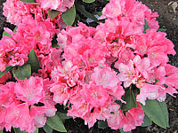 Klicken Sie auf die Vorschau, um das Vollbild zu sehen Rhododendron%20yakushimanum%20Arabella%2001.JPG