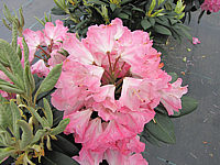Klicken Sie auf die Vorschau, um das Vollbild zu sehen Rhododendron%20yakushimanum%20Arabella%2003.JPG