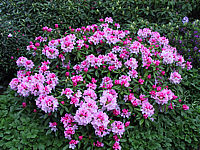 Klicken Sie auf die Vorschau, um das Vollbild zu sehen Rhododendron%20yakushimanum%20Bashful%2001.JPG