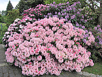 Klicken Sie auf die Vorschau, um das Vollbild zu sehen Rhododendron%20yakushimanum%20Bashful%2002%20Solitaer.JPG