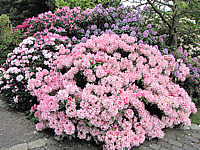 Klicken Sie auf die Vorschau, um das Vollbild zu sehen Rhododendron%20yakushimanum%20Bashful%2003%20Solitaer.JPG