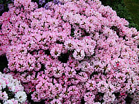 Klicken Sie auf die Vorschau, um das Vollbild zu sehen Rhododendron%20yakushimanum%20Bashful%2004.JPG