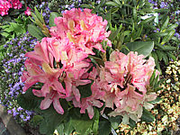 Klicken Sie auf die Vorschau, um das Vollbild zu sehen Rhododendron%20yakushimanum%20Britania.jpg