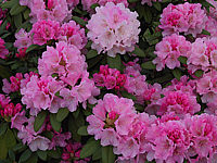 Klicken Sie auf die Vorschau, um das Vollbild zu sehen Rhododendron%20yakushimanum%20Doc%2003.JPG