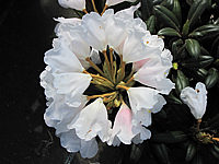 Klicken Sie auf die Vorschau, um das Vollbild zu sehen Rhododendron%20yakushimanum%20Edelweiss.JPG