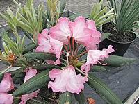 Klicken Sie auf die Vorschau, um das Vollbild zu sehen Rhododendron%20yakushimanum%20Emanuela.JPG
