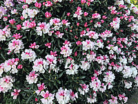 Klicken Sie auf die Vorschau, um das Vollbild zu sehen Rhododendron%20yakushimanum%20FCC%2001.JPG