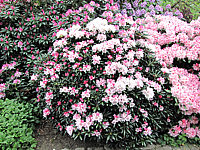 Klicken Sie auf die Vorschau, um das Vollbild zu sehen Rhododendron%20yakushimanum%20FCC%2002.JPG