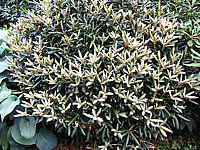 Klicken Sie auf die Vorschau, um das Vollbild zu sehen Rhododendron%20yakushimanum%20FCC%2003%20im%20Austrieb.JPG