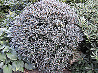 Klicken Sie auf die Vorschau, um das Vollbild zu sehen Rhododendron%20yakushimanum%20FCC%2004%20Spaetsommer.JPG