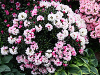 Klicken Sie auf die Vorschau, um das Vollbild zu sehen Rhododendron%20yakushimanum%20FCC%2005.JPG