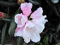 Klicken Sie auf die Vorschau, um das Vollbild zu sehen Rhododendron%20yakushimanum%20FCC%2006%20Bluetenmacro.JPG