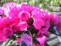 Klicken Sie auf die Vorschau, um das Vollbild zu sehen Rhododendron%20yakushimanum%20Helgoland.JPG