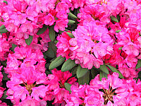 Klicken Sie auf die Vorschau, um das Vollbild zu sehen Rhododendron%20yakushimanum%20Kalinka%2002.JPG